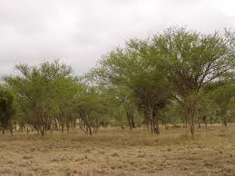 Image result for Acacia kirkii