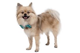 Maybe you would like to learn more about one of these? Pomeranian Puppies For Sale In Indiana Adoptapet Com