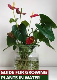 How To Grow Houseplants In Water Water Plants Plants Grown In Water Anthurium Plant