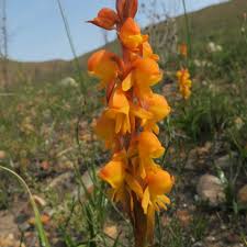 Image result for Satyrium