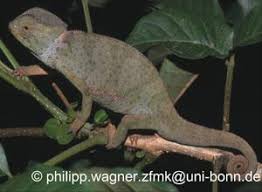 Image result for Chamaecrista gracilior