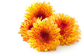 Image result for Chrysanthellum