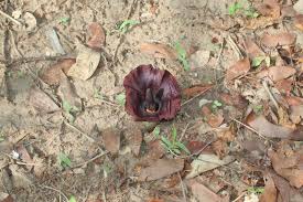 Image result for Amorphophallus abyssinicus