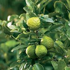 Kaffir lime is a great choice for indoor container gardening. Kaffir Lime Tree Grafted Semi Dwarf Kaffir Lime Thai Ma Grood Buy Online In United Arab Emirates At Desertcart Ae Productid 87895663