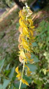 Image result for Crotalaria onobrychis