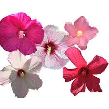 Where to buy fresh hibiscus flowers near me. Hibiscus Outdoor Plants Garden Center The Home Depot