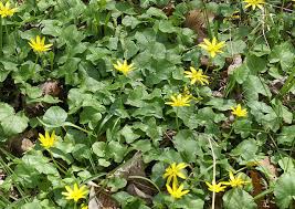 Succulent with tiny yellow flowers. Invasive Plants Are Swallowing Pennsylvania Pennlive Com