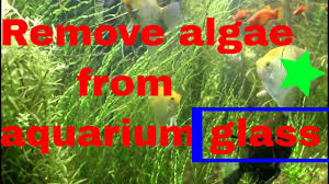 The first solution is, of course, the most direct. How To Get Rid Of Algae In A Fish Tank Fish Tank World