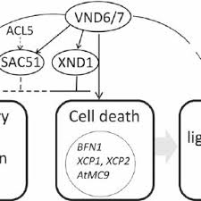 Plant cell undergo process to form xylem vessels. Pdf Xylem Cell Death Emerging Understanding Of Regulation And Function