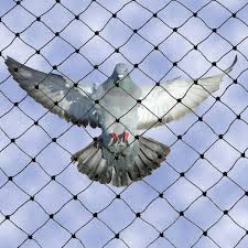 They work particularly with other sorts of deterrents that as a whole makes grackles disappear from the area. Grackle Control Grackle Deterrent Products Bird B Gone