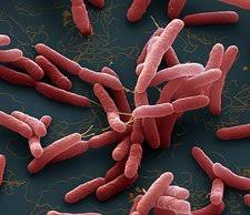 Image result for Pseudoeriosema