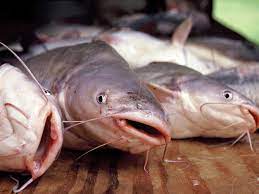 Tips For Fishing For Catfish In Lakes