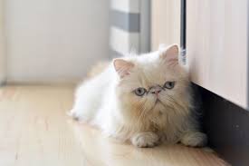 Langsung di nonton ya semoga bermanfaat. 9 Penyebab Bulu Kucing Rontok Dan Cara Mengatasi Yang Tepat Merdeka Com