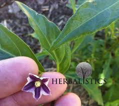 Image result for Picralima nitida