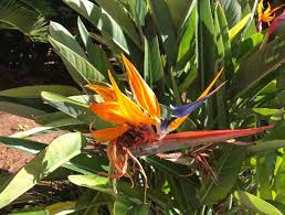 Bird Of Paradise Flower In Paradise Bermuda Birds Of Paradise Flower Plant Leaves Birds Of Paradise