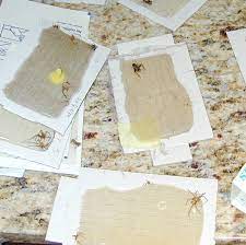 Control Of Brown Recluse Spiders Insects In The City