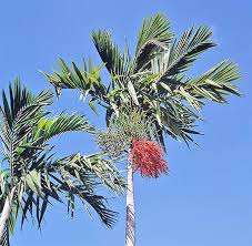 Image result for Ptychosperma elegans