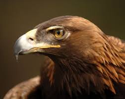 Birds That Start With A U War Eagle Vi Served At Au From 1986 2006 Tiger A Golden Eagle Was The First To Start The Tradition Of Flying Free In Jordan H War Eagle Eagle Eagle Pictures