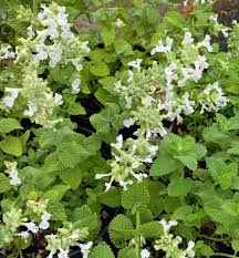 Image result for Nepeta × faassenii