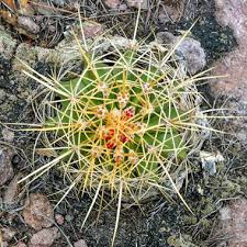 Sponsored results by microsoft privacy. Ferocactus Alamosanus Subsp Alamosanus Buy Seeds At Rarepalmseeds Com