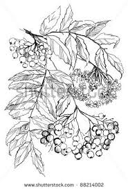 Rowan Branch Drawing On White Background Branch Drawing Drawings Botanical Drawings