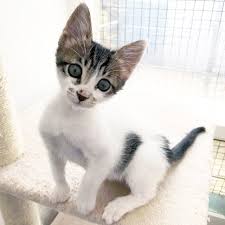 For other animals, the cost of spaying or neutering your. Smuggled Kitten Found In Passenger S Hand Luggage