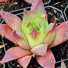 Image result for Burttia