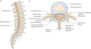 A line connecting the posterior superior iliac crests intersects the midline at approximately the l4 spinous process. Ultrasound Guided Lumbar Puncture Chapter 17 Pediatric Emergency Critical Care And Ultrasound