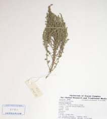 Image result for Cressa cretica