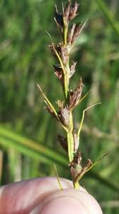 Image result for Scleria lacustris