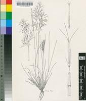 Image result for Aristida diffusa