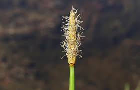 Image result for Eleocharis caduca