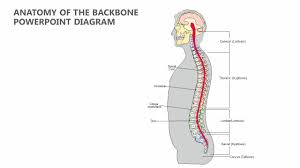 3d diagram of human body. Anatomy Of The Backbone Powerpoint Diagram Pslides