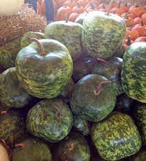 Heirloom Large Apple Gourd Lagenaria Siceraria 8 Seeds Heirloom Vegetables Seeds Gourds