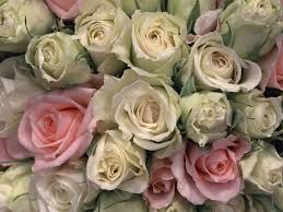 Imgs For White Roses Background Witte Bloemen Witte Rozen Roze Achtergronden