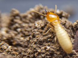 Some cause damage while others render people sleepless nights. Termite Pest Control Near Me
