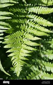 Image result for Dryopteridaceae