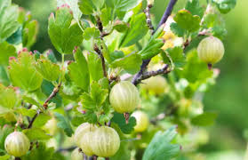 Some types of citrus trees are specifically bred to have fewer or no thorns. 14 Bountiful Fruit Trees That Make Good Shrubs