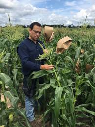 UF scientists hope to breed better-tasting sweet corn