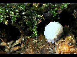 Image result for Stemonitis fusca