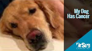 I think one of the big differences in dogs is that they don't have the anticipation, so they don't know what to expect. My Dog Has Cancer Vlog 9 Aspirates And Lots Of Dog Lymphoma