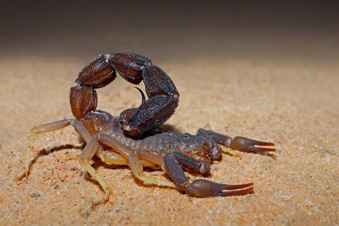Exploring the Anatomy of a Scorpion - Hastings Aquarium