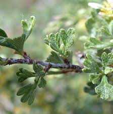 Image result for Polystachya tridentata