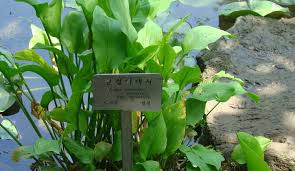 Image result for Alisma plantago-aquatica