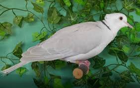 We print the highest quality pigeon masks on the internet. Great Lakes Pigeon Rescue Home Facebook