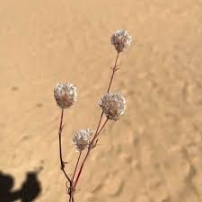 Image result for Polycarpaea corymbosa