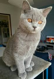 matisse british shorthair blu 6 months koshki kot