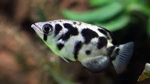 Common Goldfish - Wikipedia