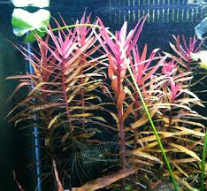 Image result for Ammannia aegyptiaca