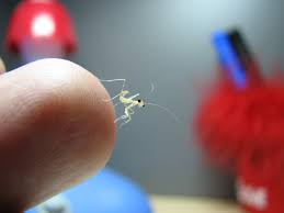 Maybe you would like to learn more about one of these? Baby Praying Mantis 04 By Badrluna On Deviantart